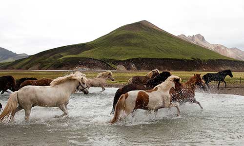 Islandshästar springer över bäck på Island