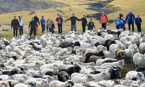 Familjeresa med fårinsamling på Island