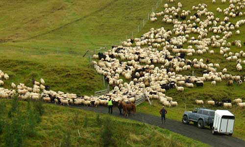 Insamling av får inför vintern på Island
