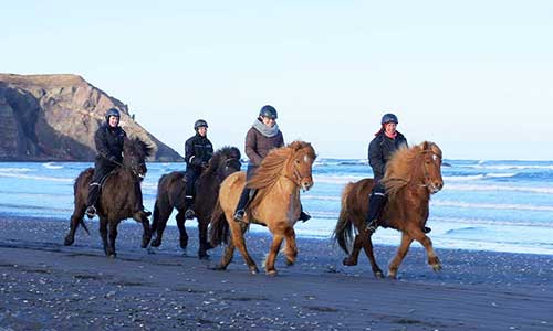 Rider tölt på stranden med Riding Iceland på islandshästar