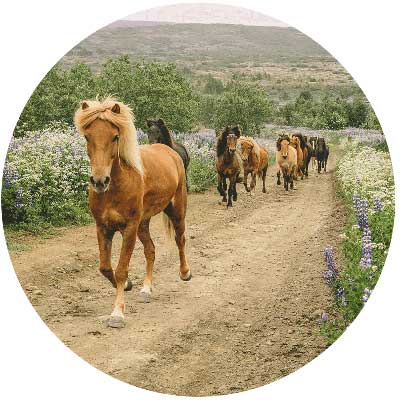 Hästresor på Island
