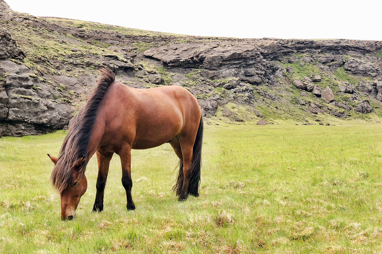 Islandshäst som betar på Island