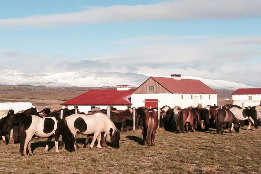 ridresa med hästinsamling på Island