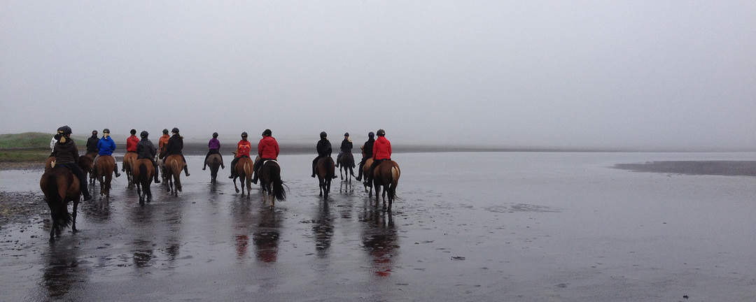 Rider tölt med islandhästar på den svarta sandstranden