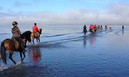 Riyttare rider på islandshästar i väldigt grunt vatten på Island