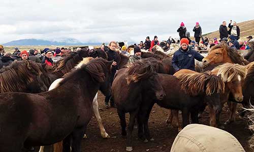 Insamling av vinterhästar inför vintern på Island