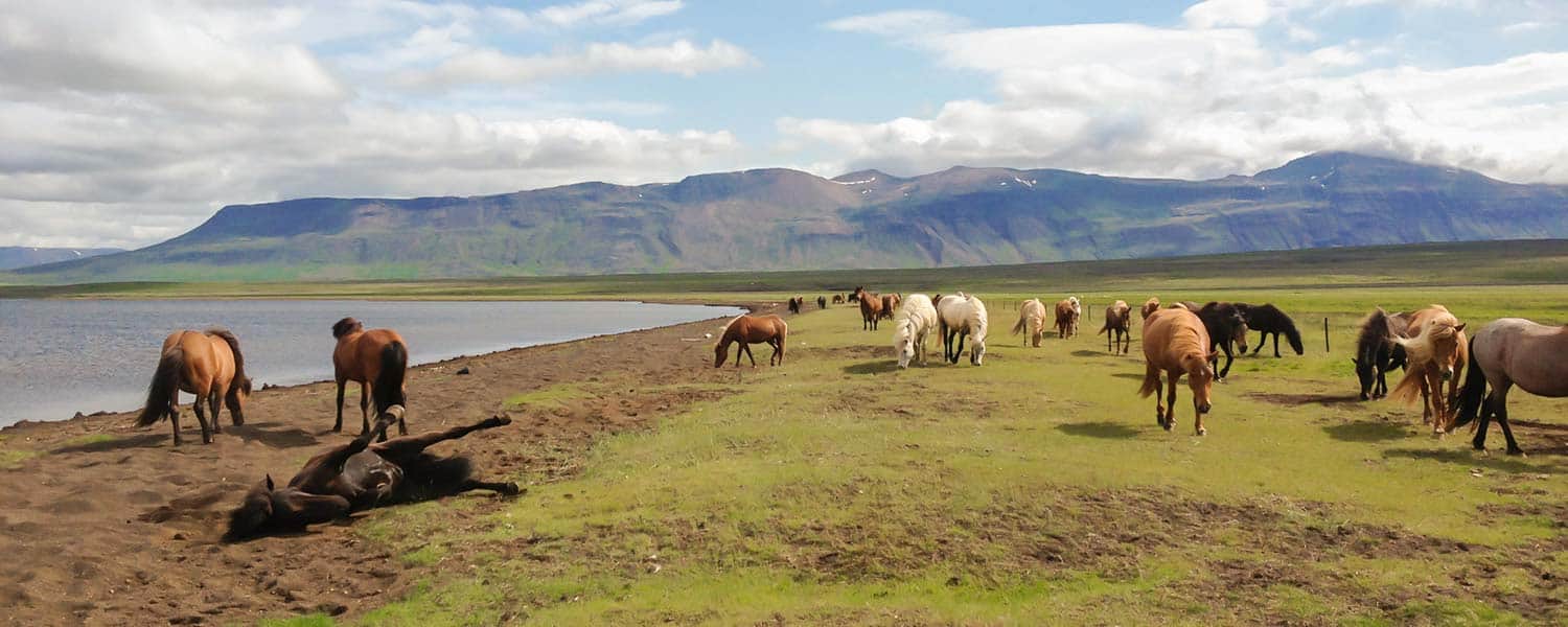 Islandshästar i naturen på Island