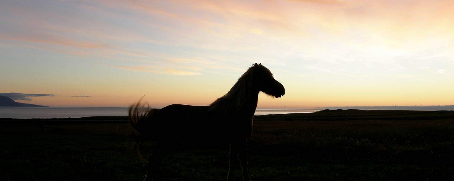 Islandshäst i solnedgång på norra Island