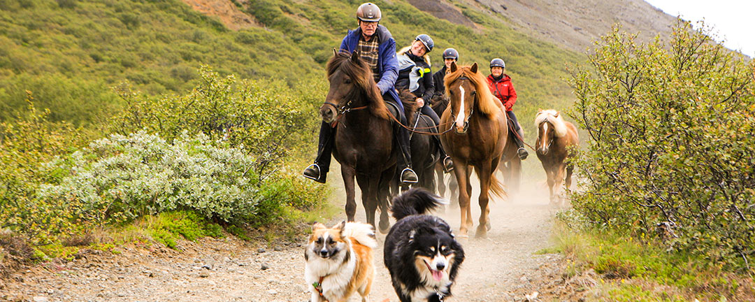 Hundar och ryttare på Island