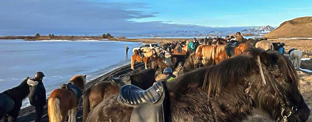 Islandshästar inför isritt på Mývatn Open