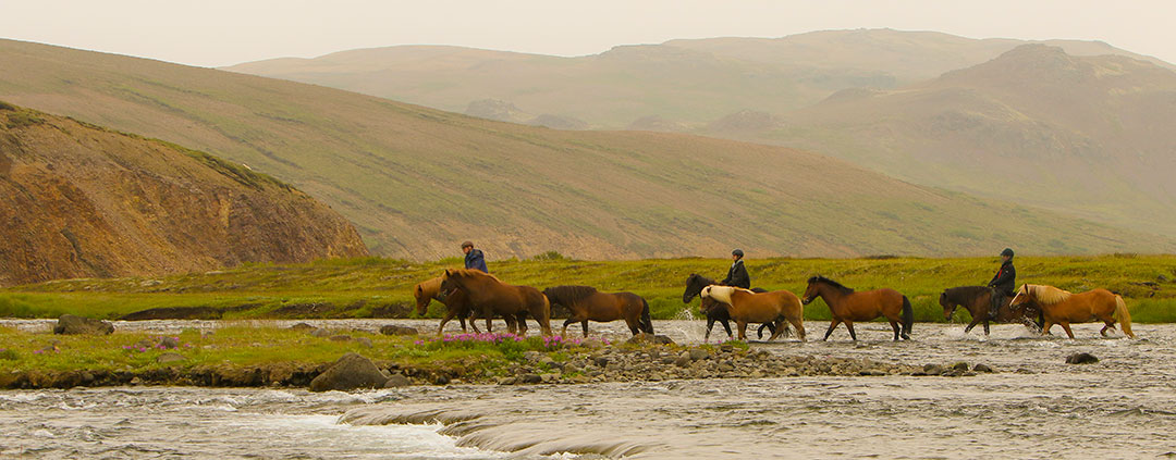 Rider med flock av islandshästar på Island